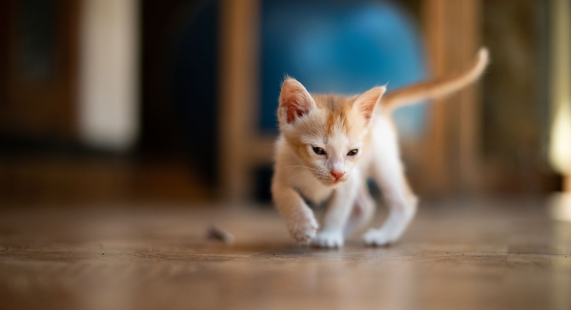 Is Fabuloso Safe for Cats? What Makes Cats Different From Dogs — The Detox Journal by Ecolosophy