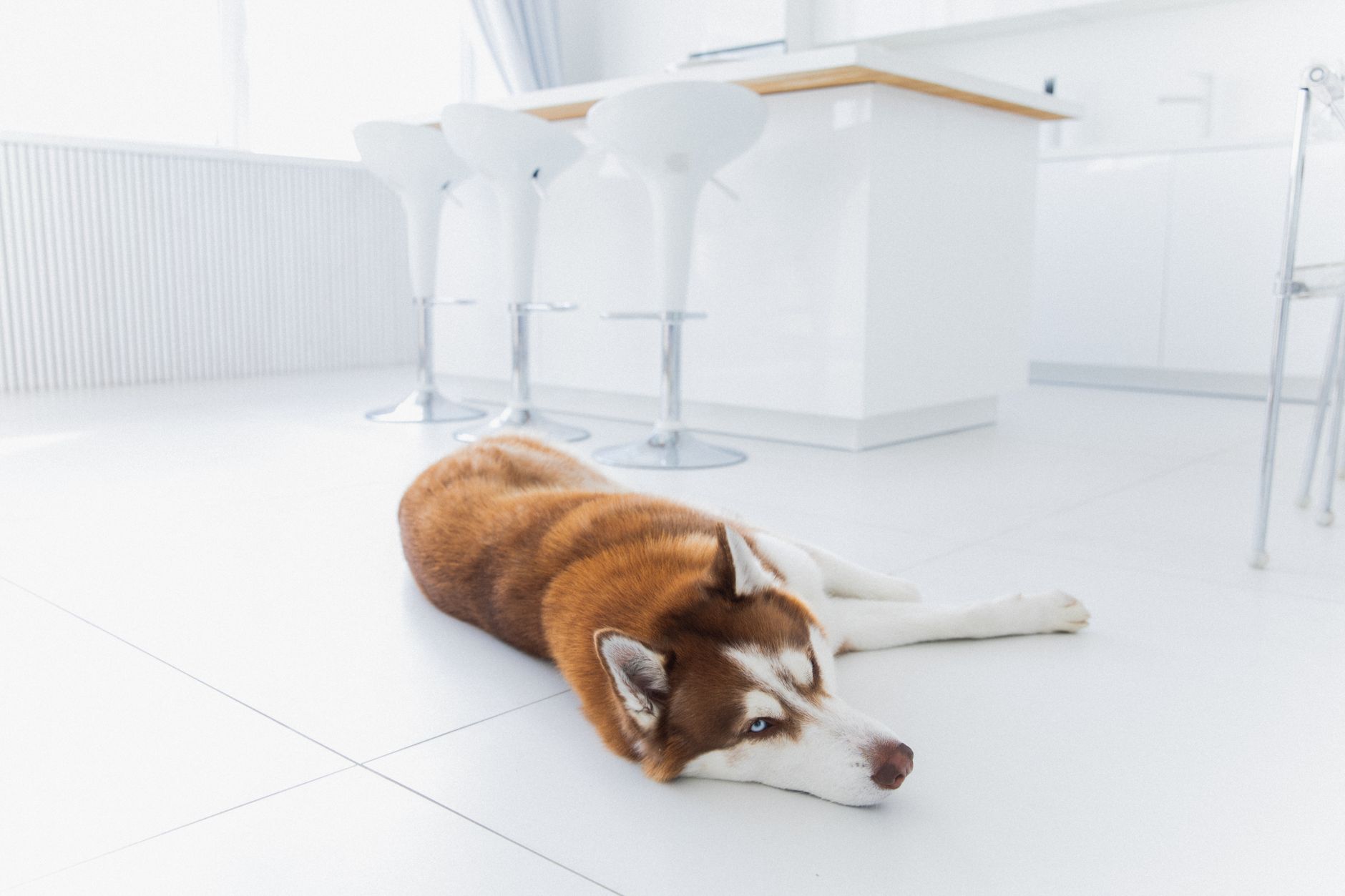 Pet-Safe Disinfecting Floor Cleaner: The Trade-Off Nobody Explains — The Detox Journal by Ecolosophy
