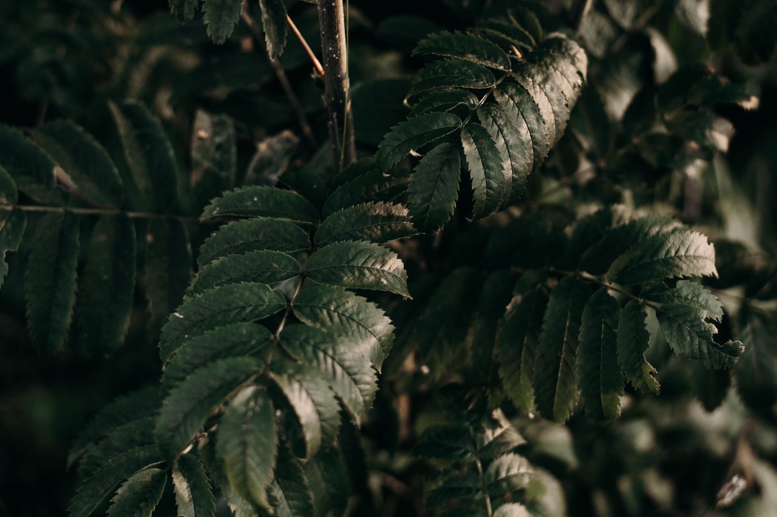 Plant-Based Cleaner Surfactants: How to Spot Real vs. Greenwash — The Detox Journal by Ecolosophy