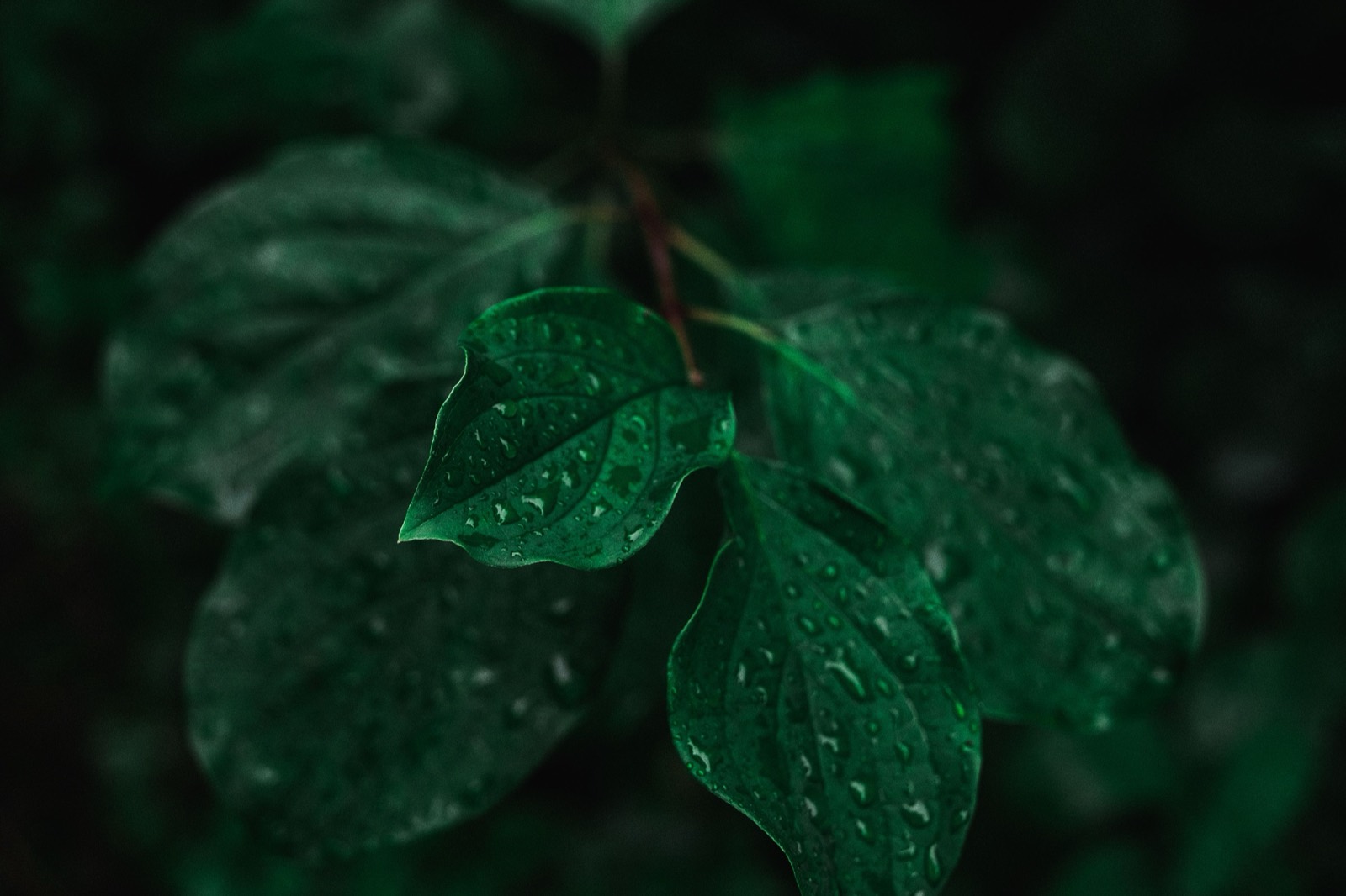 "Fragrance" on a Label Can Legally Hide 3,000+ Chemicals — Here's How to Read Around It — The Detox Journal by Ecolosophy