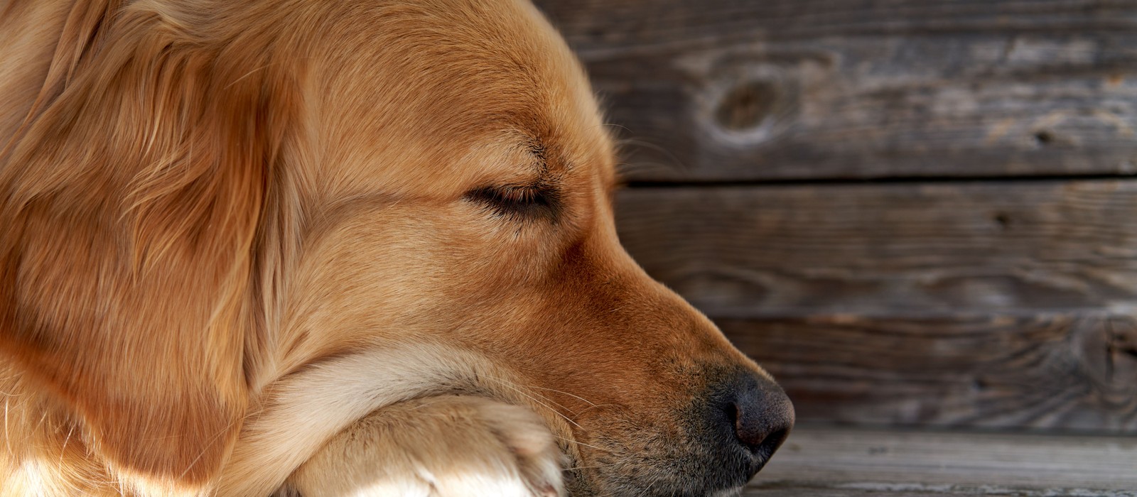 A dog resting on a clean floor at home