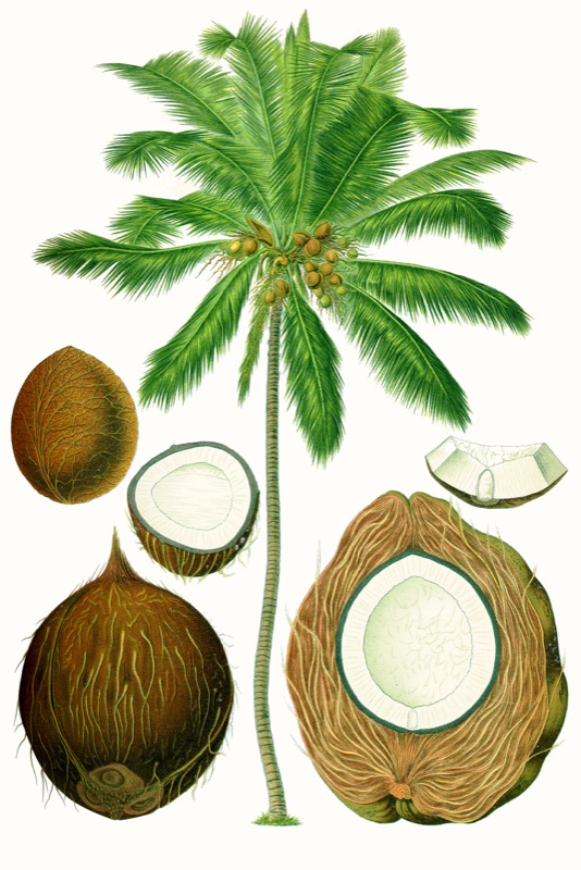 Coco-Glucoside