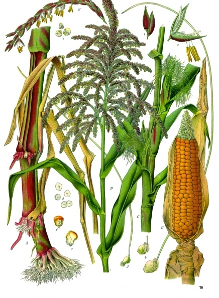 Decyl Glucoside