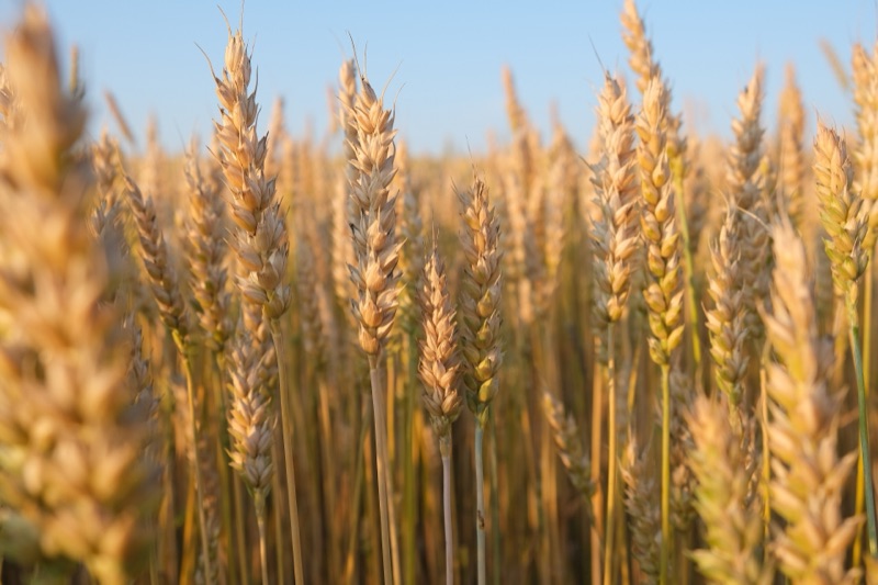 Golden wheat stalks backlit in a field, a symbol of plant-based simplicity behind honest cleaning ingredients
